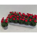Dianthus 'Oscar Cherry'