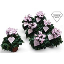 Cyclamen KL 'Metis Victoria'