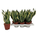 Sansevieria trifa. 'Futura Superba'