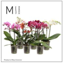 Phalaenopsis midi 2 Rispen Mix