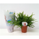 Nephrolepis exal. 'Green Lady'