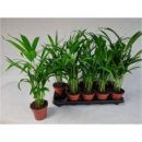 Dypsis lutescens