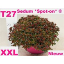 Sedum spurium 'Spot on deep Rose' Schale