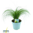 Stipa ten.