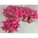Poinsettia "Princettia" midi  pink