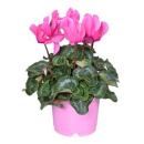 Cyclamen pers. pink
