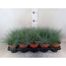 Festuca glauca