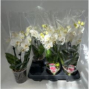 Phalaenopsis 2 Rispen weiß