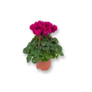 Cyclamen midi bordeaux