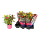 Celosia arg.  "Hot Topic" Trio