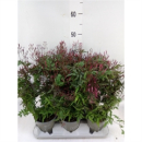 Jasminum poly. Bogen rosa