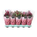 Celosia arg. gemischt
