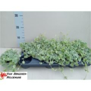 Glechoma hederacea 'Variegata'