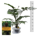 Cyathea cooperi