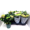 Hydrangea "Magical Revolution" rosa