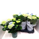 Hydrangea "Magical Revolution" blau