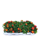 Lantana camara orange
