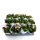 Mini Kalanchoe rosa ungefüllt