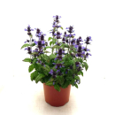 Nepeta kubanica Kübel