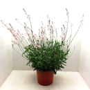 Gaura Kübel hellrosa
