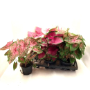 Caladium Mix