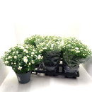 Chrysanthemum ind. weiß