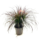 Pennisetum "Tiny Tails"