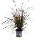 Pennisetum "Rubrum"