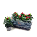 Capsicum ann. rot