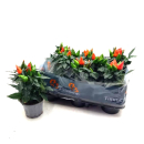 Capsicum ann. orange