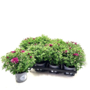 Chrysanthemum  ind. lila