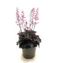 Heuchera Kübel