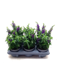 Angelonia blau