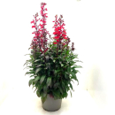 Lobelia Kübel