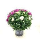 Chrysanthemum  ind. Duo-Kübel