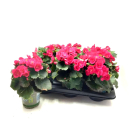 Begonia elatior pinkrot