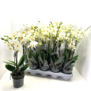 Phalaenopsis 4 Rispen weiß