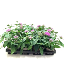 Pentas lanc. lila