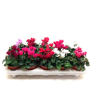 Cyclamen pers. midi Mix