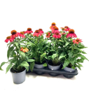 Echinacea purpurea orange