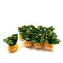 Mini  Kalanchoe in Übertopf Smiley