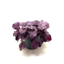 Heuchera Kübel