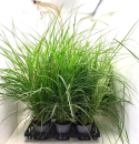 Carex "Sky Rocket"