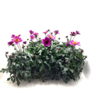 Dahlia lila