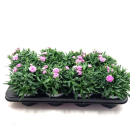 Dianthus "Peman" rosa