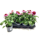 Echinacea purpurea rosa
