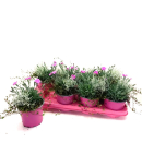 Dianthus Pink Kiss -Trio