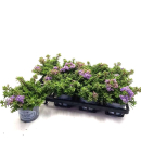 Hebe "Violett Dream"
