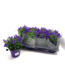 Campanula port. blau
