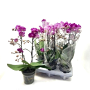Phalaenopsis 2+ Rispen violett